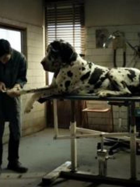 Dogman