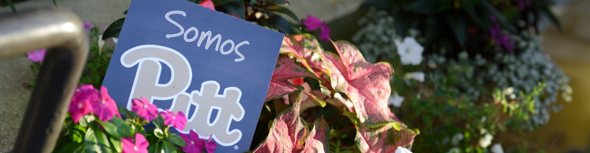 surrounded by flowers, a blue sign says Somos Pitt
